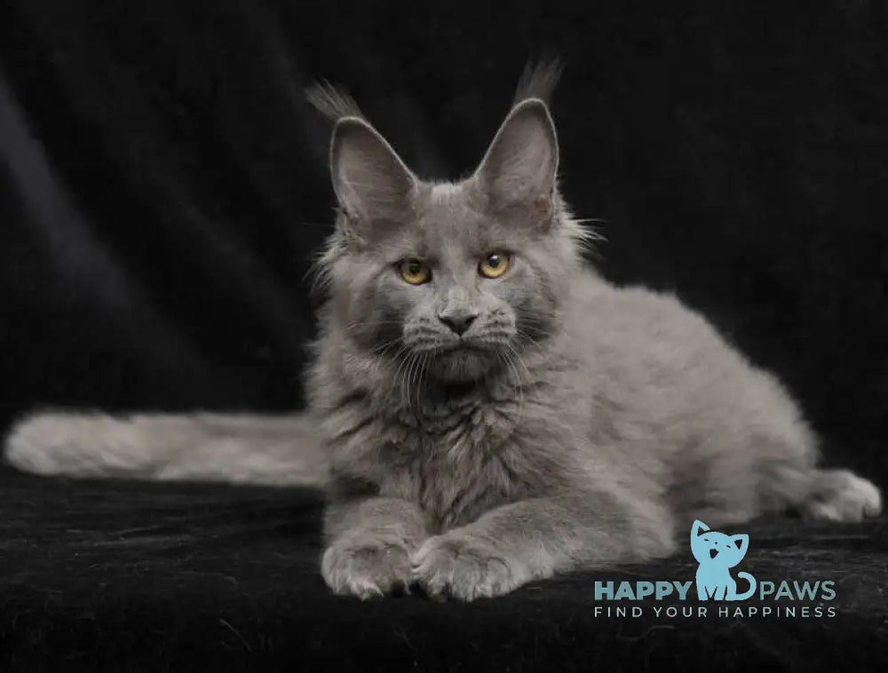 Sonya Maine Coon female blue live animals