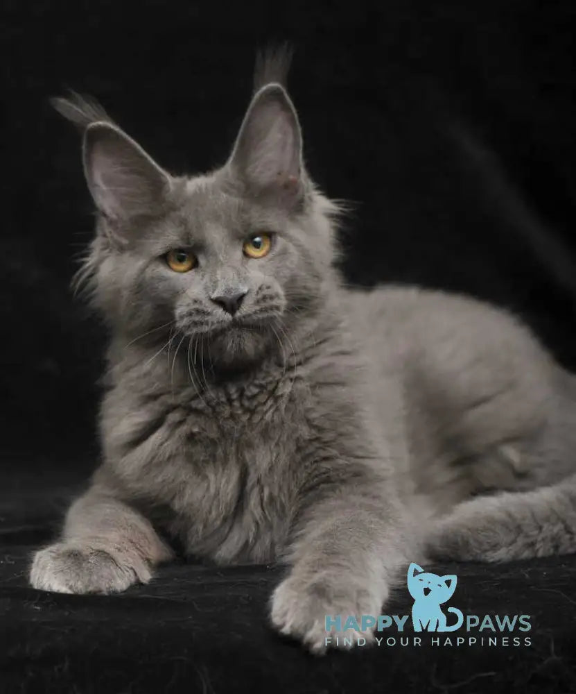 Sonya Maine Coon female blue live animals