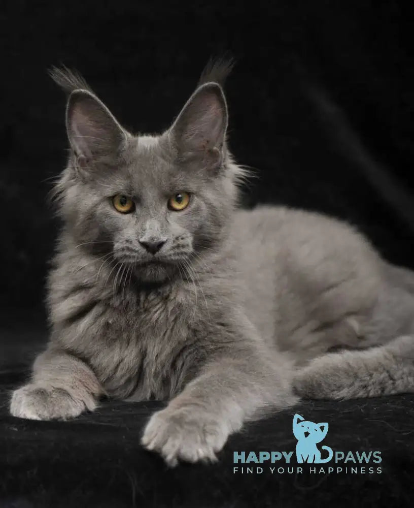 Sonya Maine Coon female blue live animals
