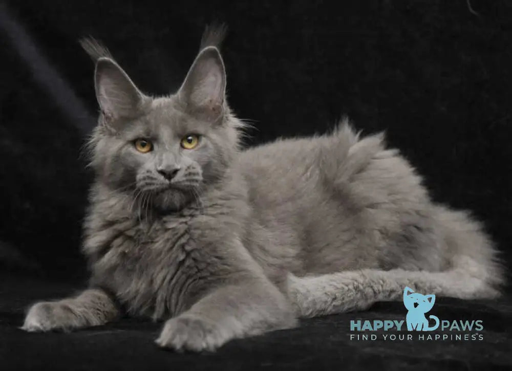 Sonya Maine Coon female blue live animals