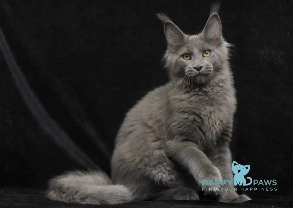 Sonya Maine Coon female blue live animals