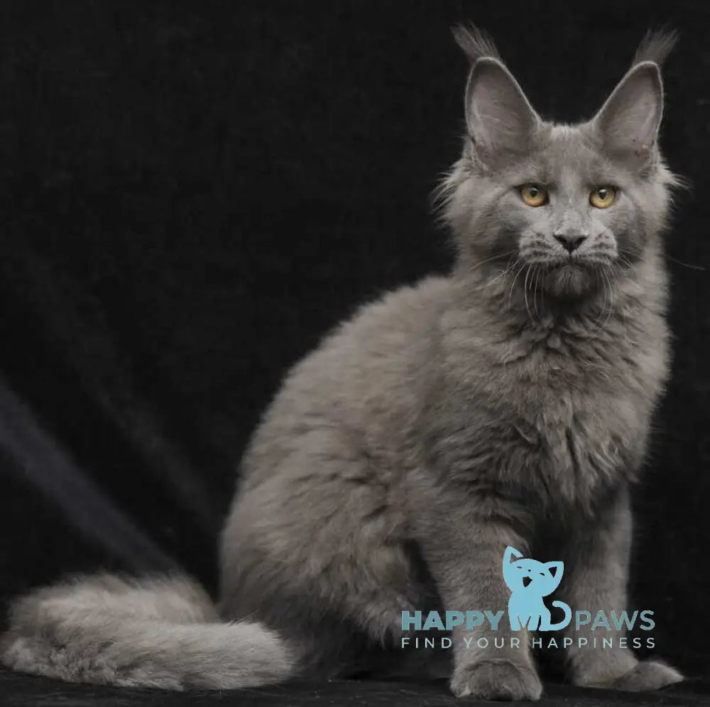 Sonya Maine Coon female blue live animals