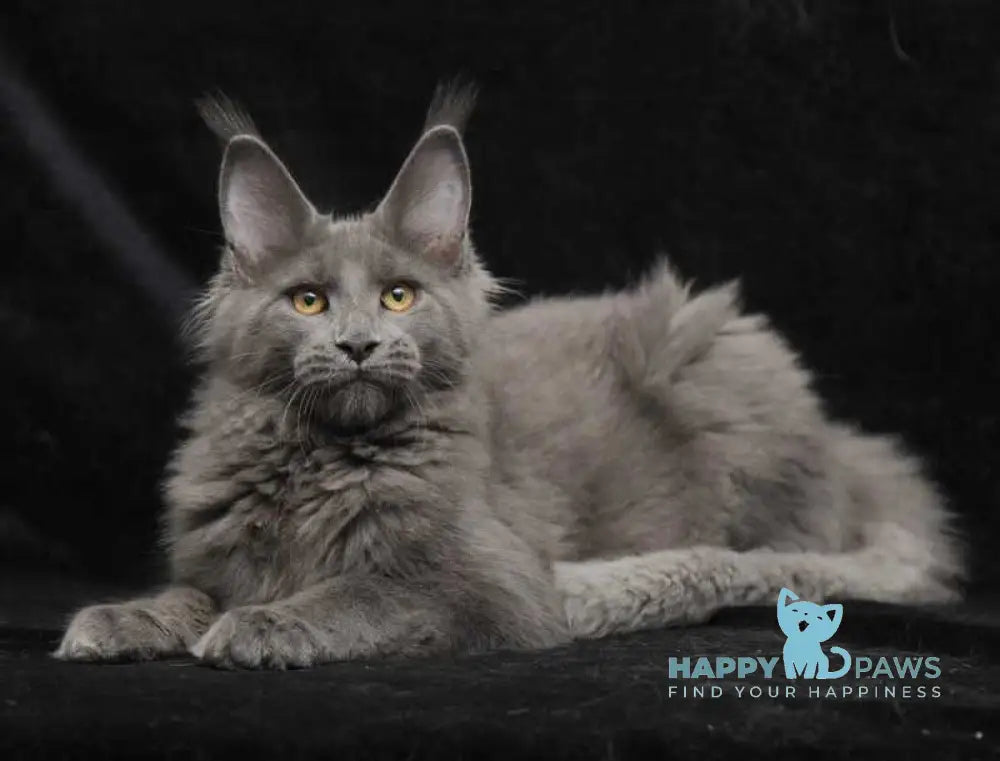 Sonya Maine Coon female blue live animals