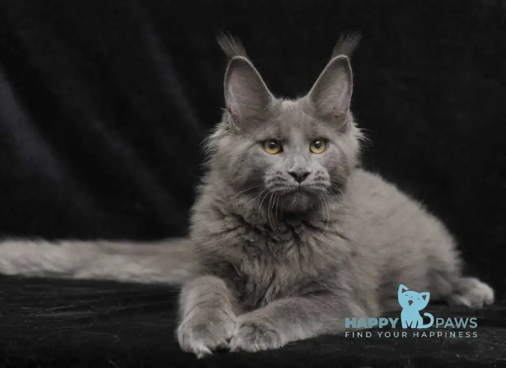 Sonya Maine Coon female blue live animals