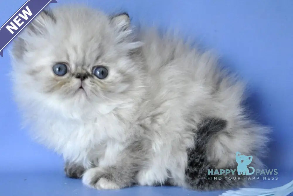 Sonya Persian female blue tabby pointed live animals