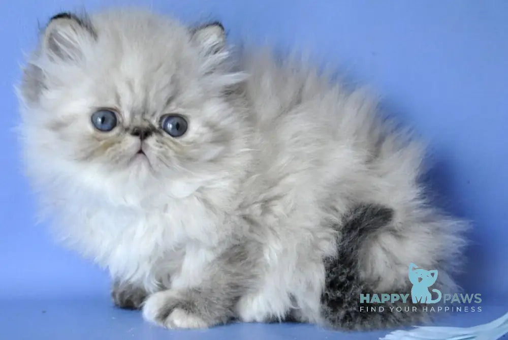 Sonya Persian female blue tabby pointed live animals