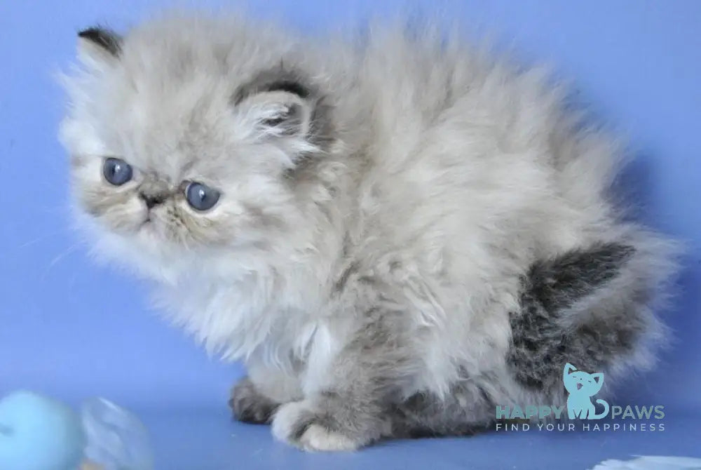 Sonya Persian female blue tabby pointed live animals