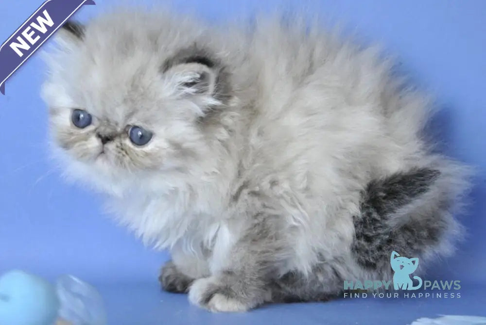 Sonya Persian female blue tabby pointed live animals