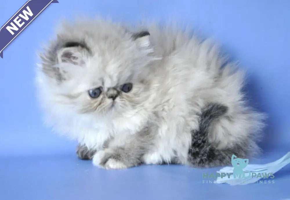 Sonya Persian female blue tabby pointed live animals