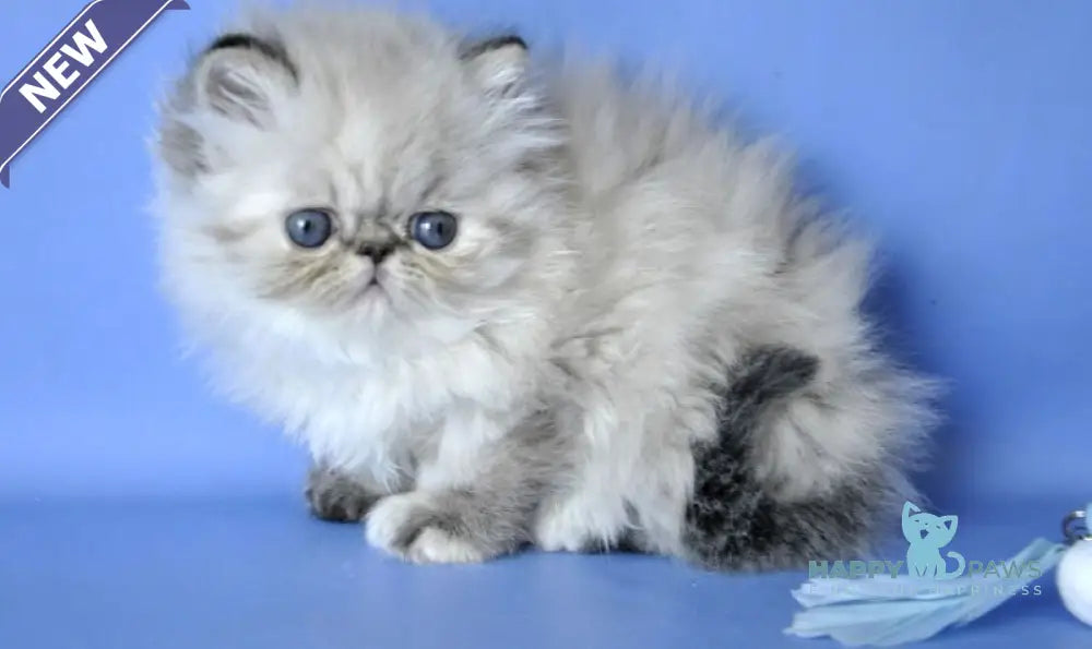 Sonya Persian female blue tabby pointed live animals