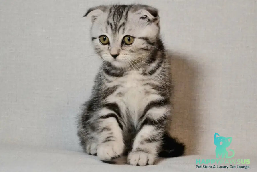 Sonya Scottish Fold female black silver tabby - live animals