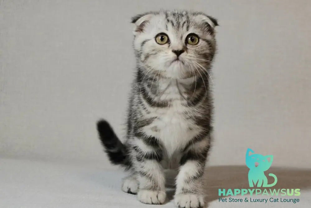Sonya Scottish Fold female black silver tabby - live animals