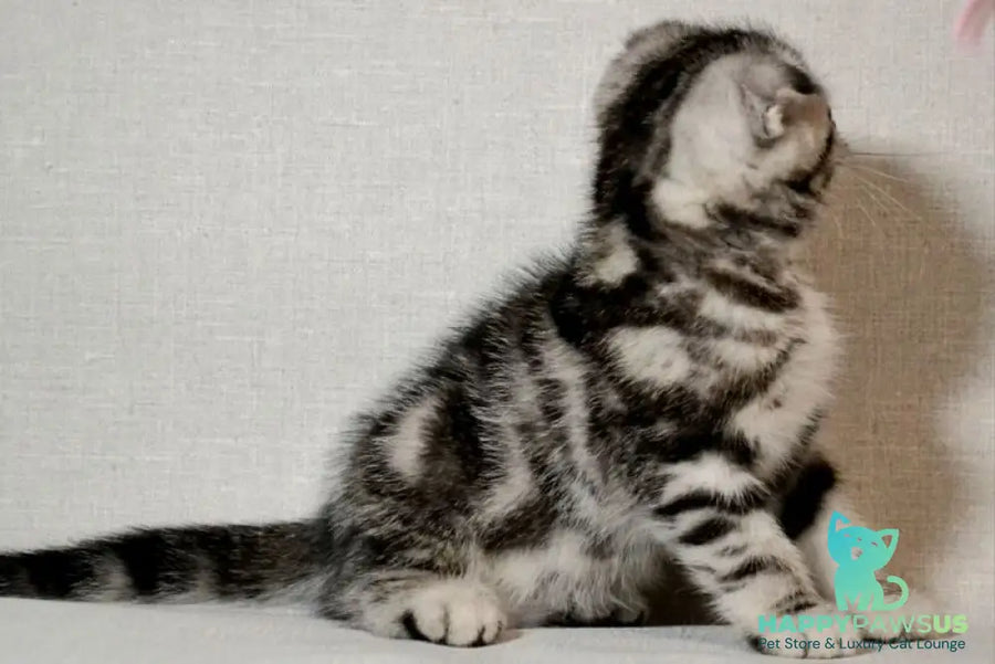 Sonya Scottish Fold female black silver tabby - live animals