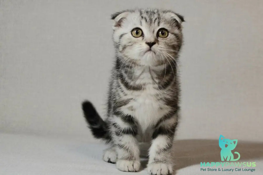 Sonya Scottish Fold female black silver tabby - live animals