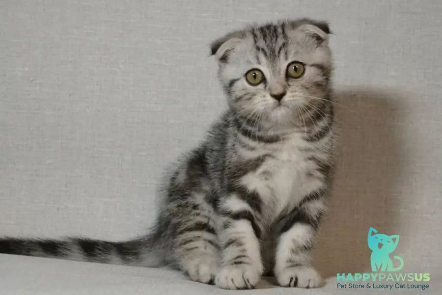 Sonya Scottish Fold female black silver tabby - live animals