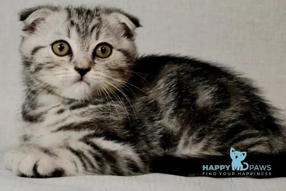 Sonya Scottish Fold female black silver tabby - live animals
