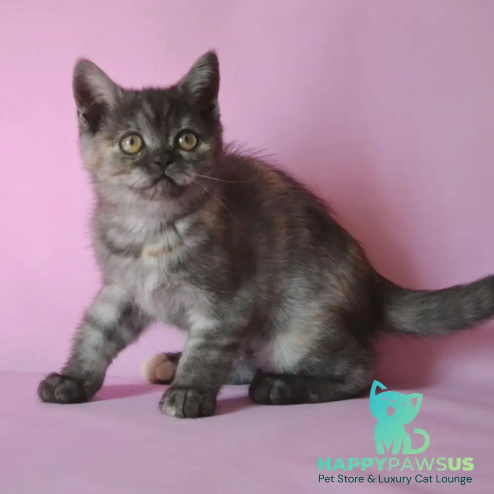 Sonya Scottish Straight female black tortie silver - live animals