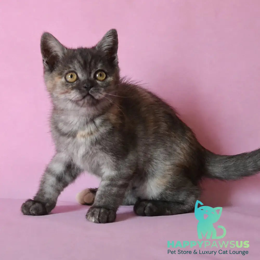 Sonya Scottish Straight female black tortie silver - live animals