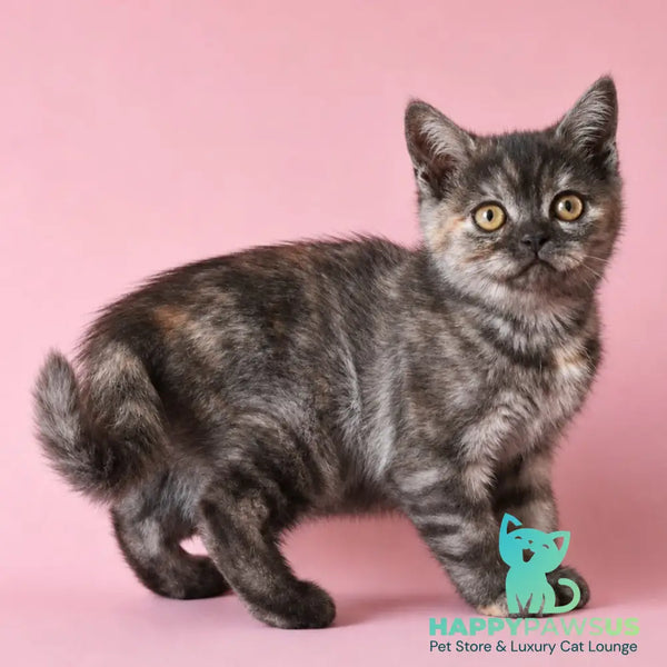 Sonya Scottish Straight female black tortie silver - live animals