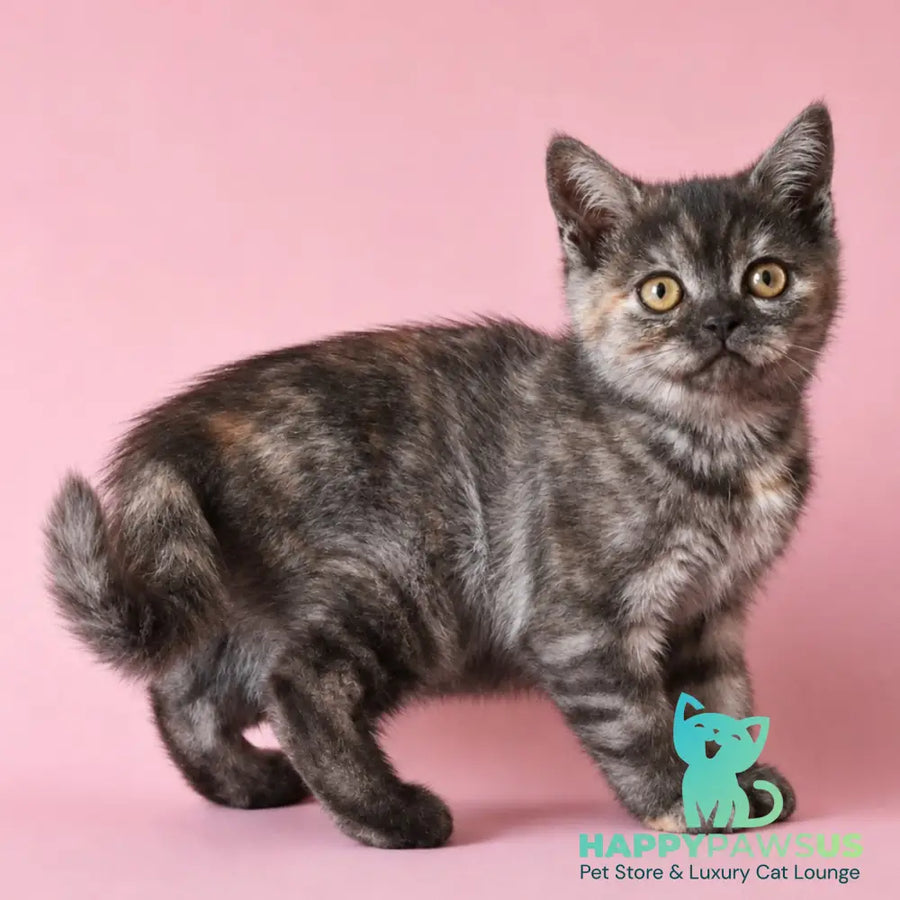 Sonya Scottish Straight female black tortie silver - live animals