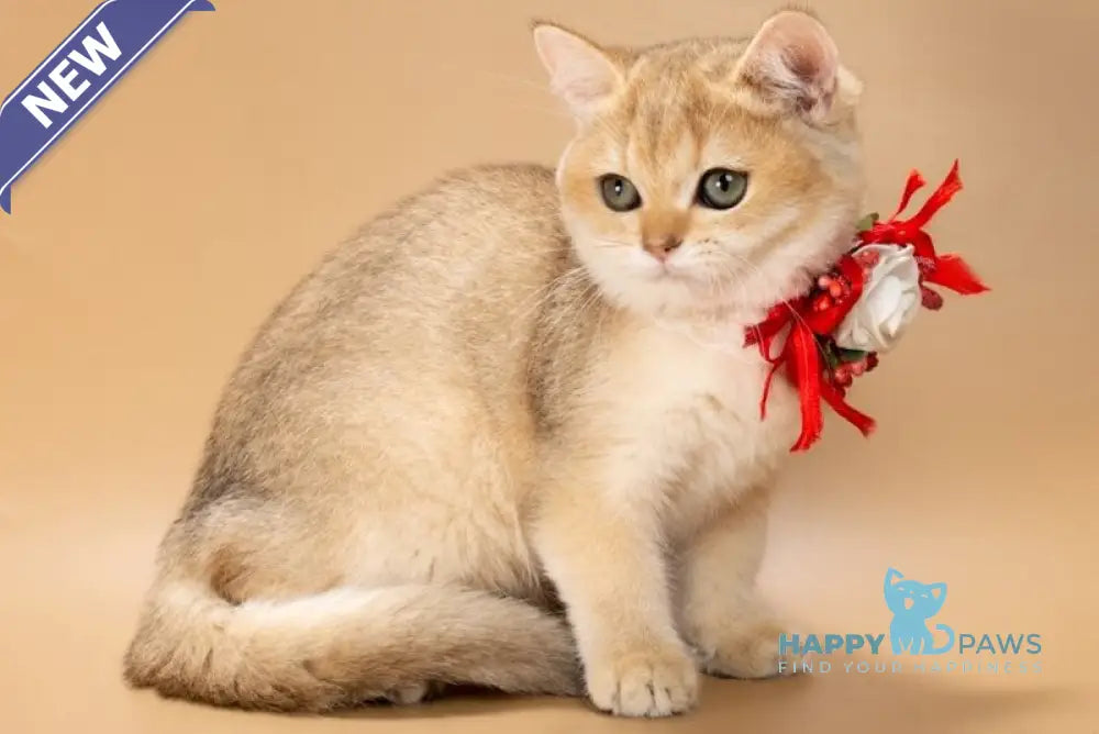 Sophie British Shorthair female black golden shaded live animals
