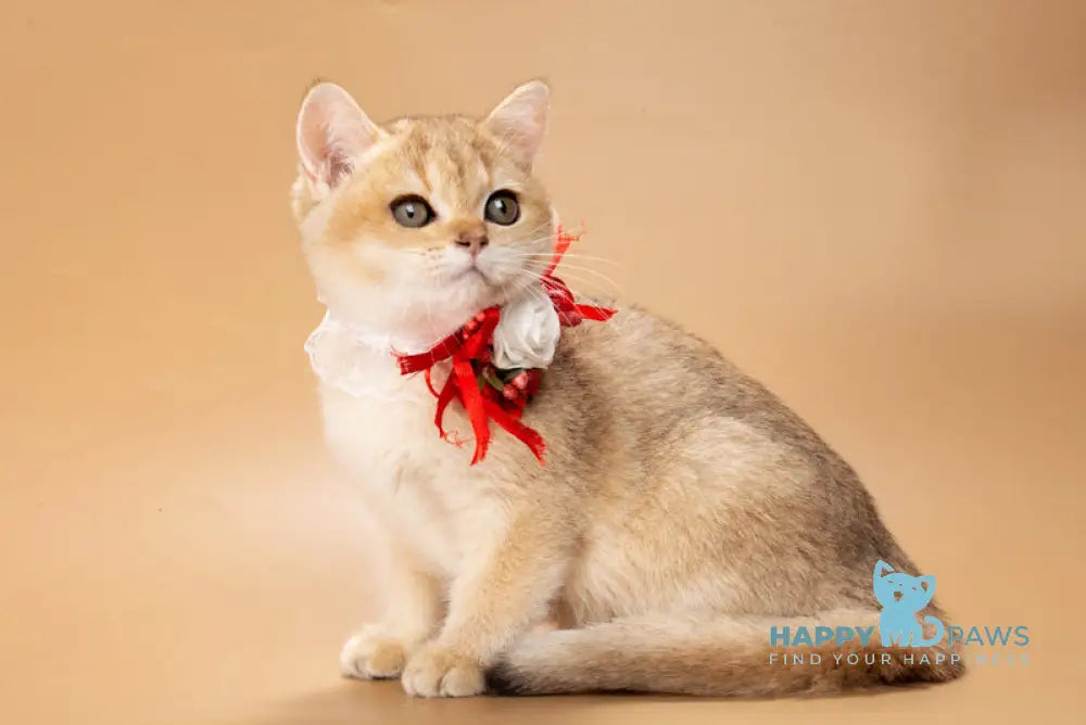 Sophie British Shorthair female black golden shaded live animals