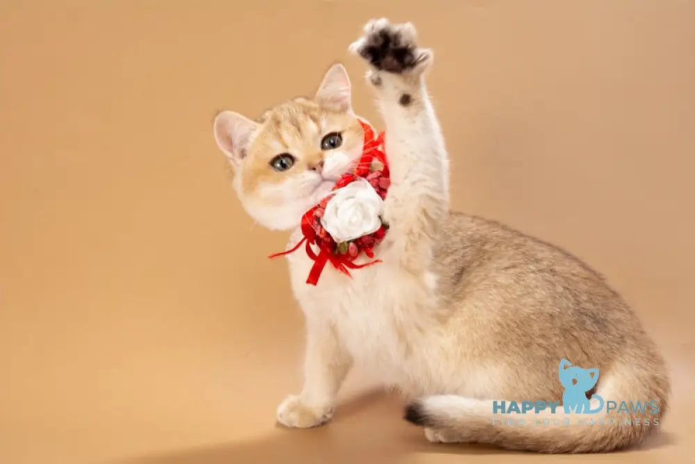 Sophie British Shorthair female black golden shaded live animals