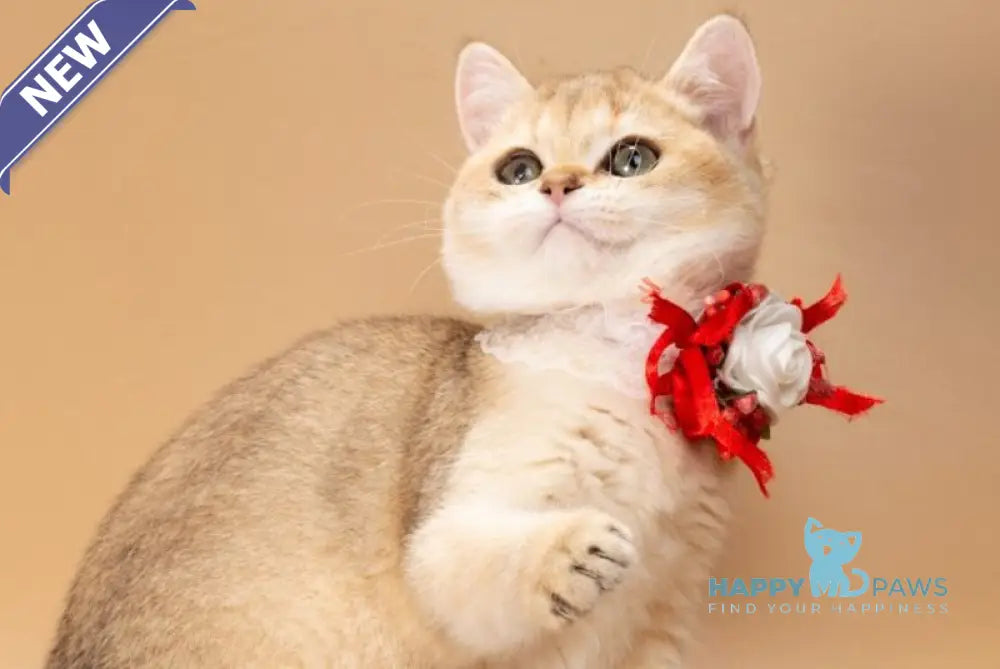Sophie British Shorthair female black golden shaded live animals
