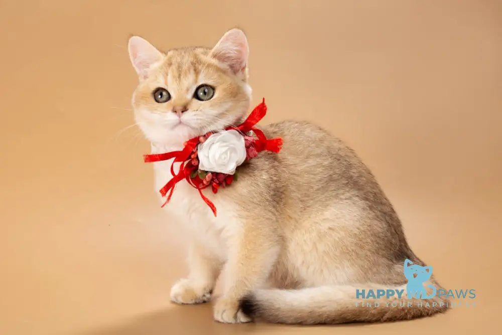 Sophie British Shorthair female black golden shaded live animals