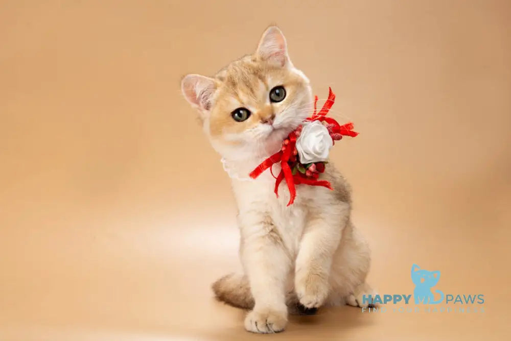 Sophie British Shorthair female black golden shaded live animals