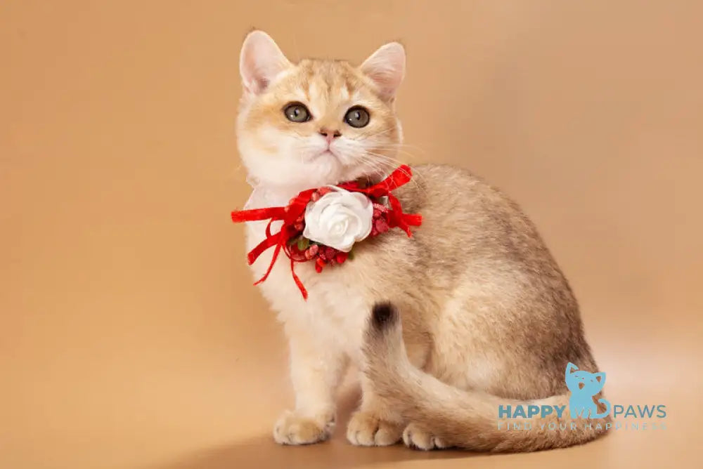 Sophie British Shorthair female black golden shaded live animals