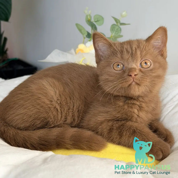 Sophie British Shorthair female cinnamon - live animals