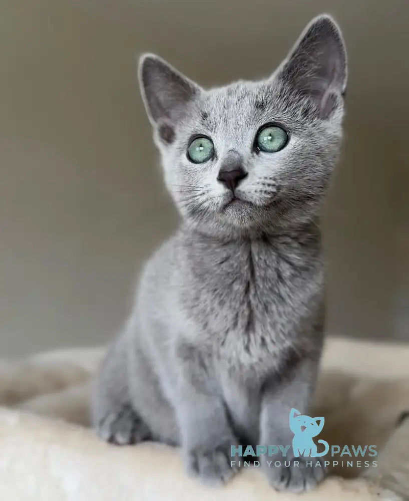 Sophie Russian Blue female blue live animals
