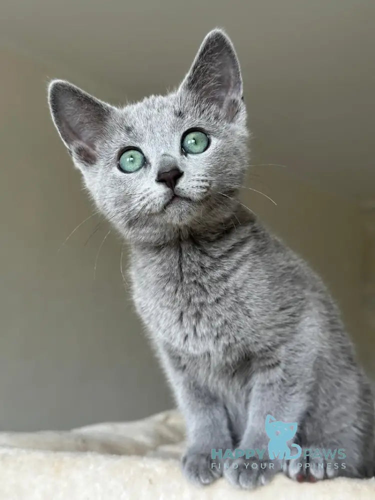 Sophie Russian Blue female blue live animals