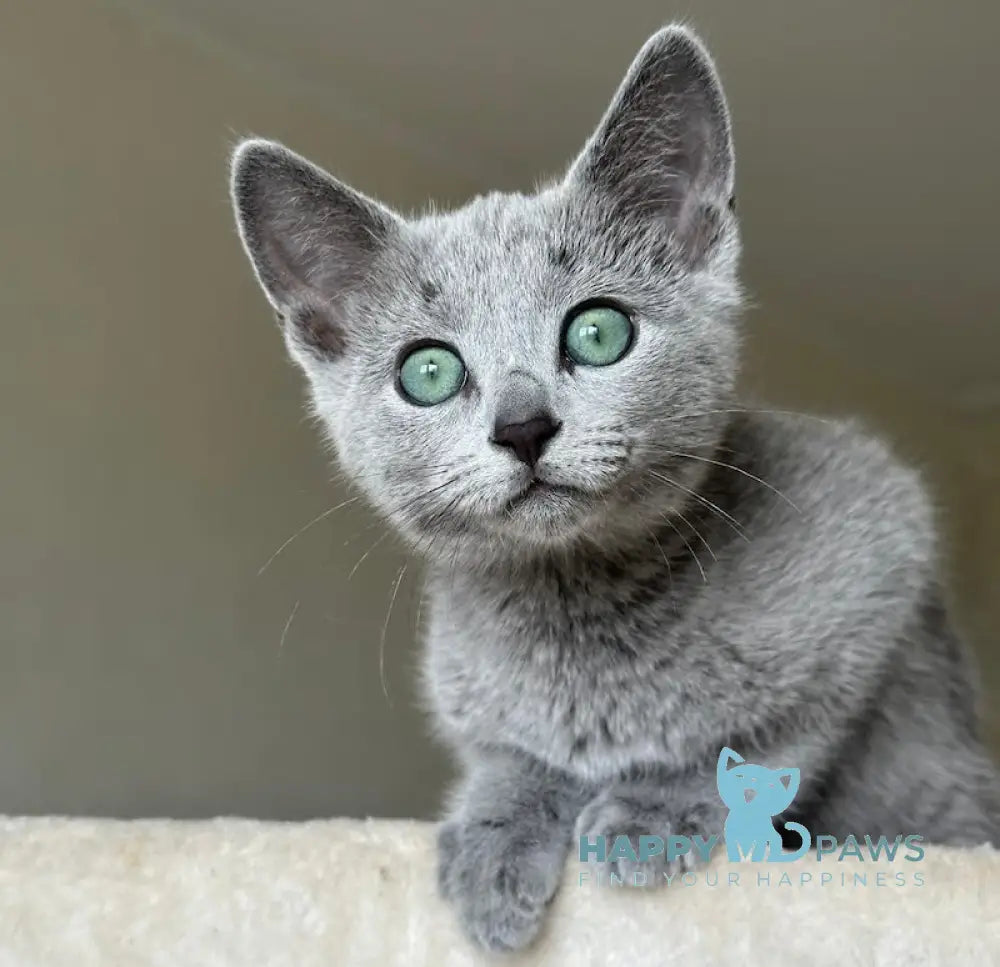 Sophie Russian Blue female blue live animals