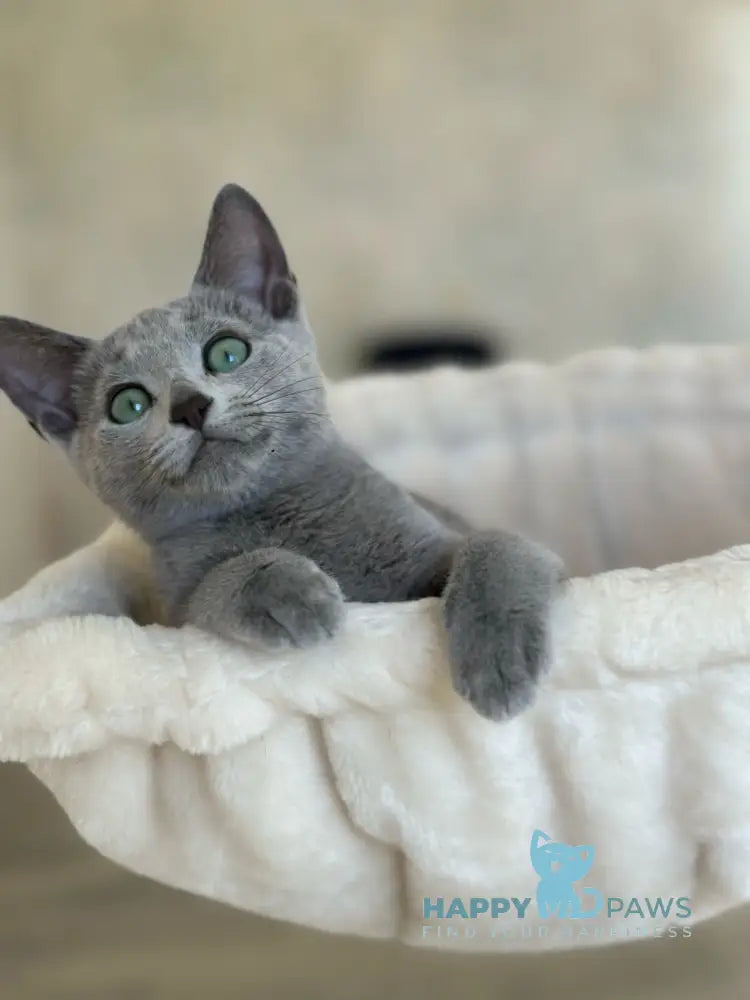 Sophie Russian Blue female blue live animals