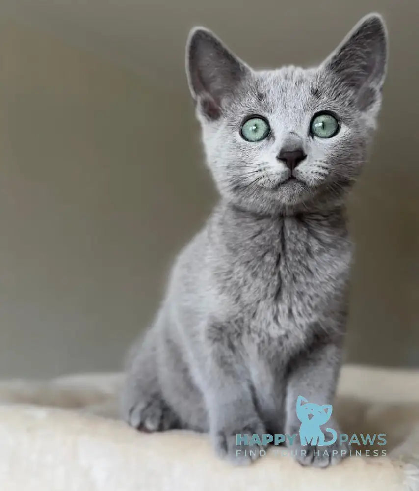 Sophie Russian Blue female blue live animals
