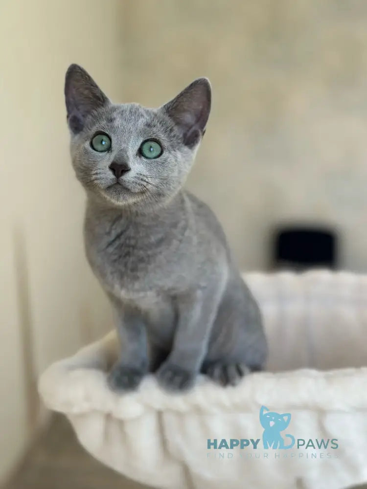 Sophie Russian Blue female blue live animals