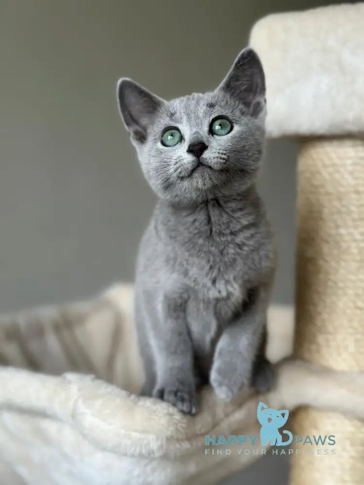 Sophie Russian Blue female blue live animals