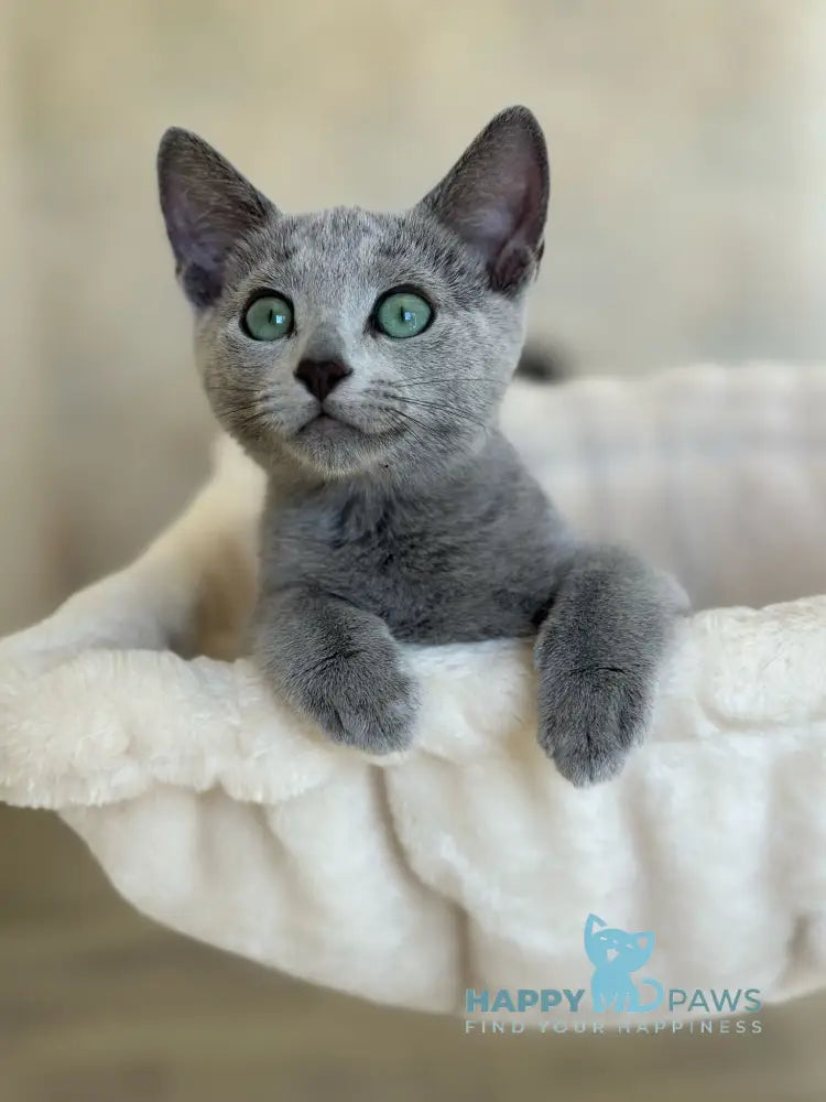Sophie Russian Blue female blue live animals