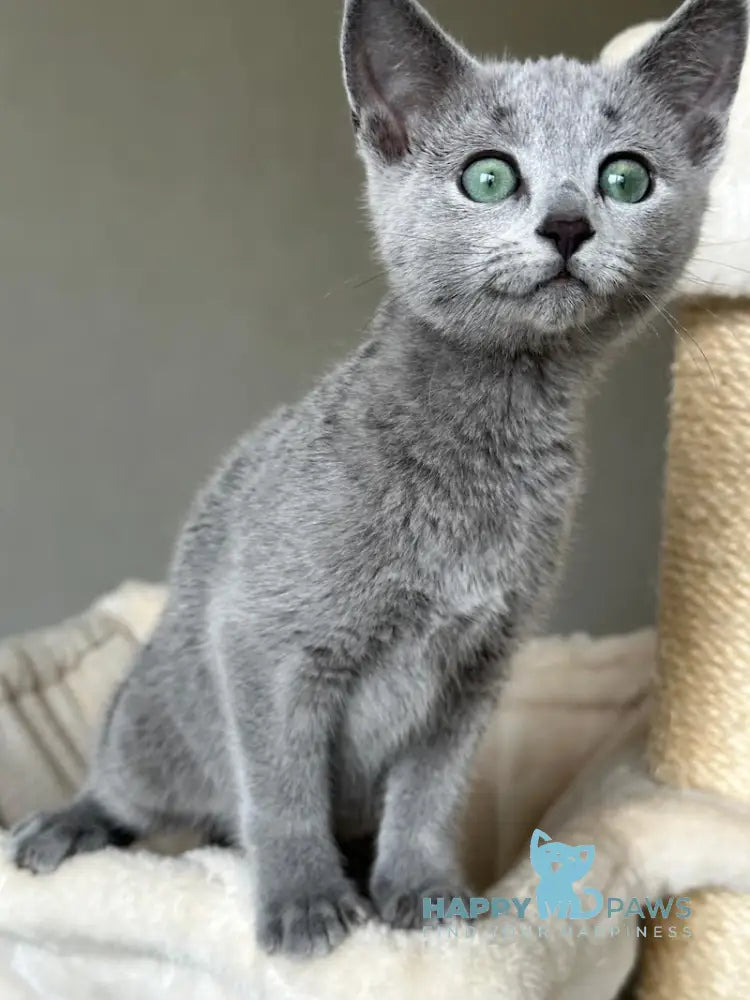 Sophie Russian Blue female blue live animals