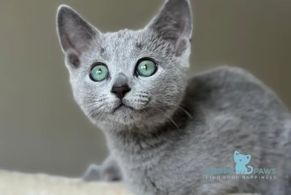 Sophie Russian Blue female blue live animals