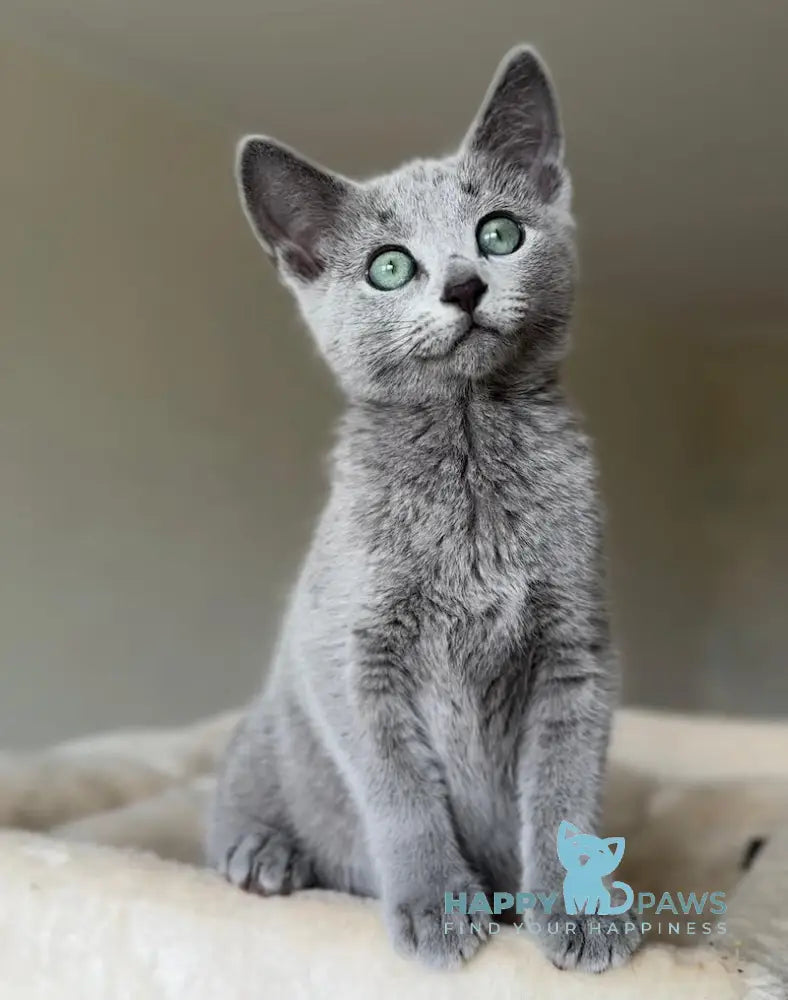 Sophie Russian Blue female blue live animals