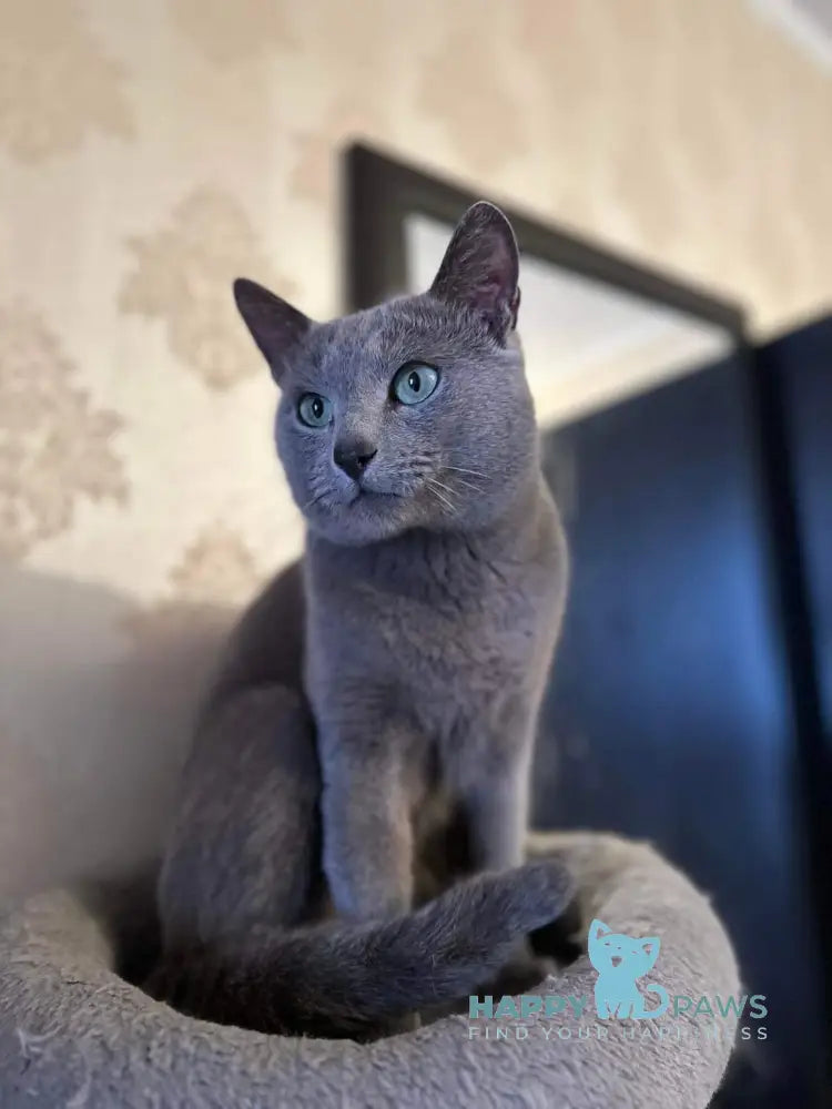 Sophie Russian Blue female blue live animals