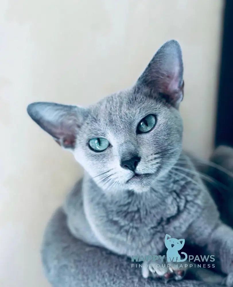 Sophie Russian Blue female blue live animals