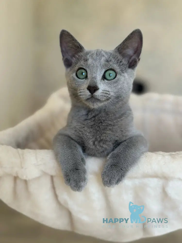 Sophie Russian Blue female blue live animals