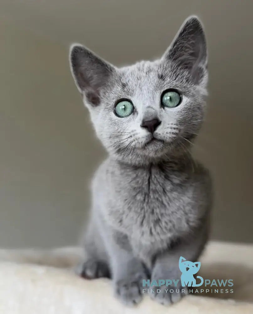 Sophie Russian Blue female blue live animals
