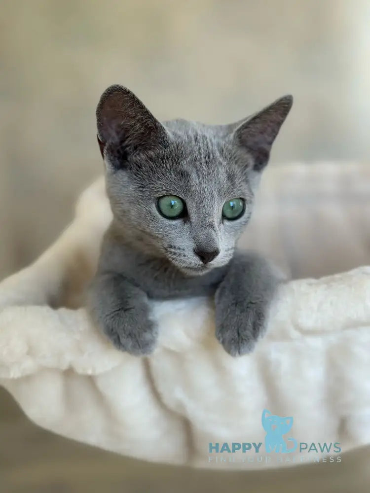 Sophie Russian Blue female blue live animals