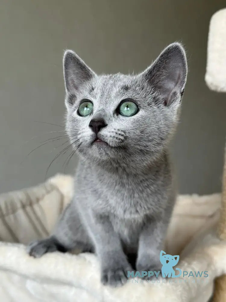 Sophie Russian Blue female blue live animals