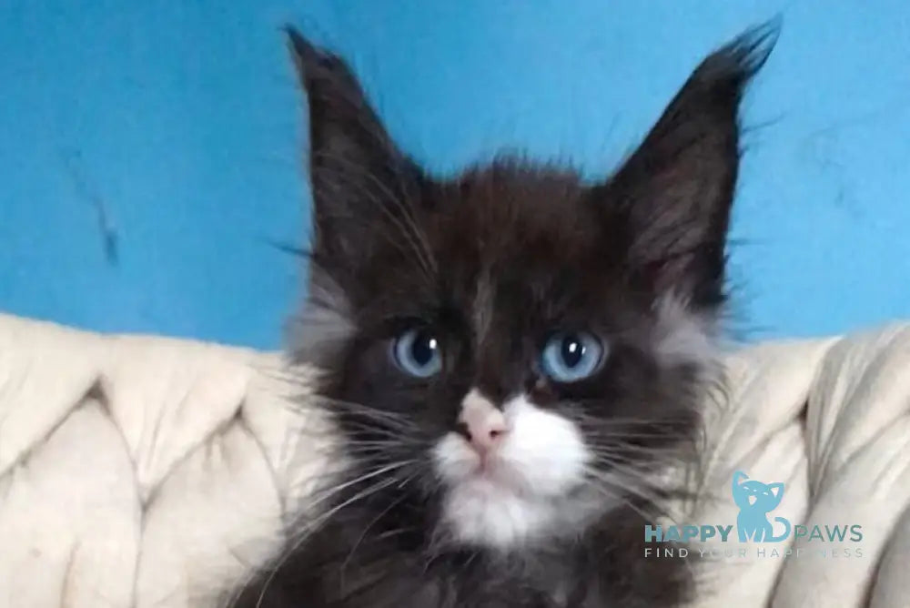 Spark Maine Coon male black with white live animals